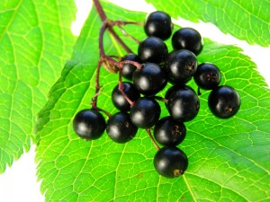 Elderberry  Concentrate Health Benefits 